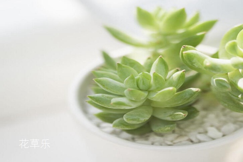动漫咖啡馆欧美变态口味重另类牲交视频，穿越二次元的梦幻空间