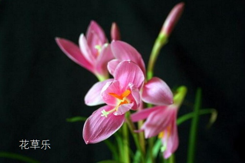 公司新闻欧美色欧美亚洲另类少妇技术先进，服务贴心