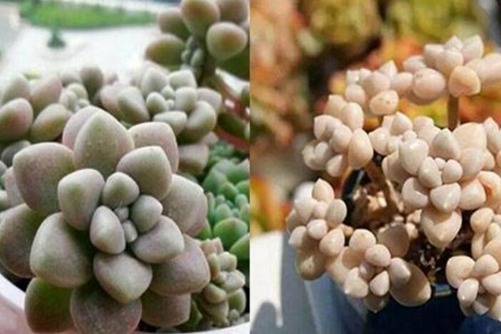 移轴老镜头——欧美变态口味重另类牲交视频，时光的魔术师，捕捉历史的瞬间