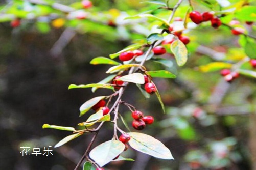 饼干镜头语久久精品国产只有精品，揭示美食背后的故事与情感